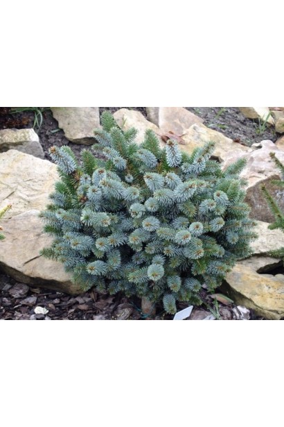 Ялина ситхінська Міджет